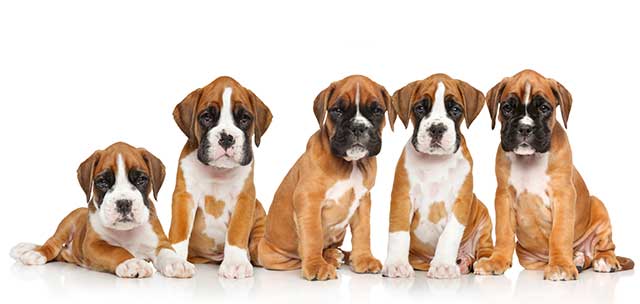 Boxer Puppies and Dogs in Logan, UT - Buy or Adopt